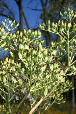 Arnoglossum atriplicifolium (Pale Indian-plantain), inflorescence