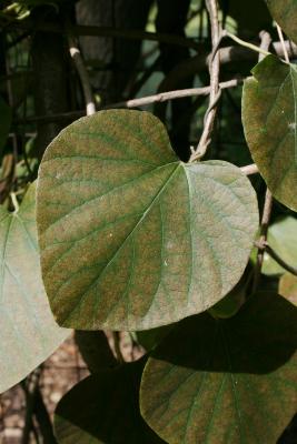 Aristolochia tomentosa (Wooly Dutchman's Pipe), leaf, upper surface