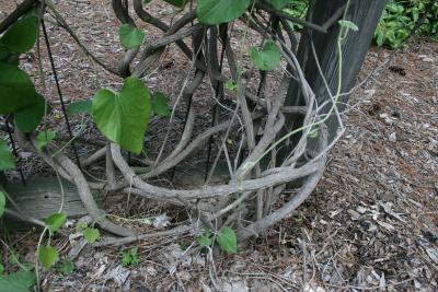 Aristolochia tomentosa (Wooly Dutchman's Pipe), bark, stem