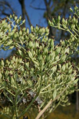 Arnoglossum atriplicifolium (Pale Indian-plantain), infructescence