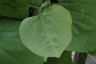 Aristolochia durior (Dutchman's Pipe), leaf, lower surface