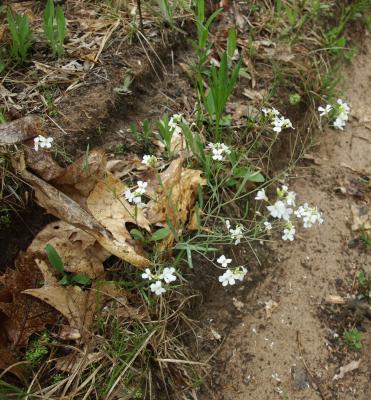 Arabidopsis lyrata subsp. lyrata (Rock Cress), habit, spring