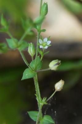Arenaria serpyllifolia (Thyme-leaved Sandwort), flower, full