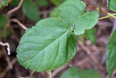 Hydrangea arborescens 'Annabelle' (Annabelle Wild Hydrangea), leaf, upper surface