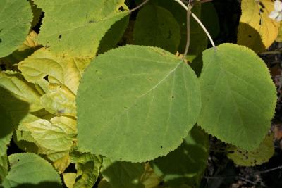 Hydrangea arborescens (Wild Hydrangea), leaf, upper surface