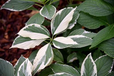 Hydrangea macrophylla 'Bailmer' (ENDLESS SUMMER, PP15298) (THE ORIGINAL® ENDLESS SUMMER® series Big-leaved Hydrangea PP15298), leaf, summer