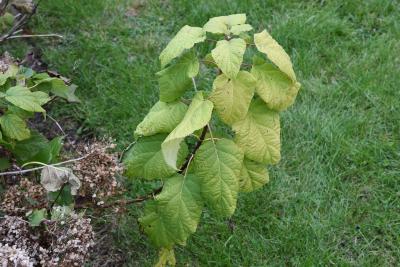 Hydrangea arborescens 'Annabelle' (Annabelle Wild Hydrangea), leaf, fall