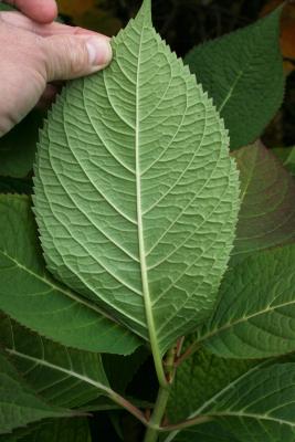 Hydrangea macrophylla 'Bailmer' (ENDLESS SUMMER, PP15298) (THE ORIGINAL® ENDLESS SUMMER® series Big-leaved Hydrangea PP15298), leaf, lower surface