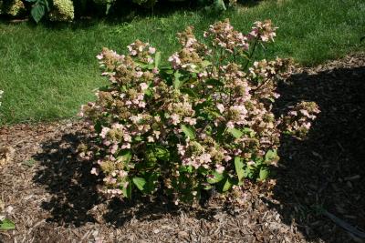 Hydrangea paniculata 'Dharuma' (Dharuma Dwarf Panicled Hydrangea), habit, summer