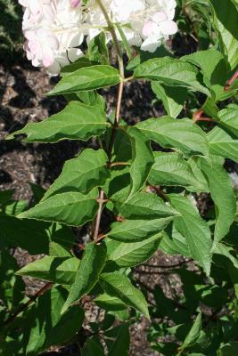 Hydrangea paniculata 'RENHY' (VANILLA STRAWBERRY, PP20670) (VANILLA STRAWBERRY™ Panicled Hydrangea PP20670), leaf, summer