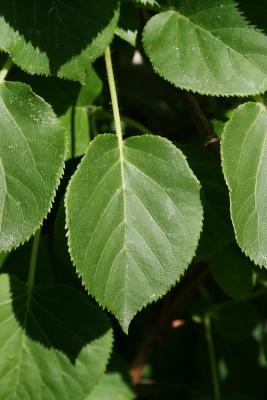 Hydrangea petiolaris (Climbing Hydrangea), leaf, upper surface