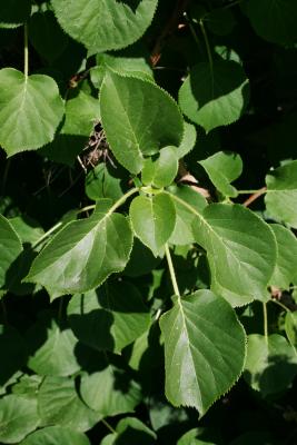 Hydrangea petiolaris (Climbing Hydrangea), leaf, summer