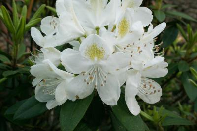 Rhododendron 'Chionoides' (Chionoides Rhododendron), flower, throat