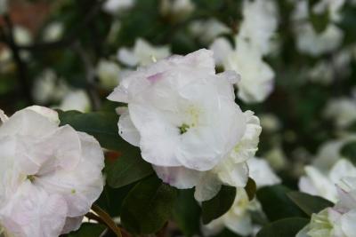 Rhododendron 'April Mist' (April Mist Rhododendron), flower, full