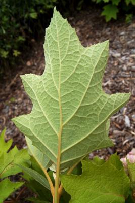 Hydrangea quercifolia, leaf, lower surface
