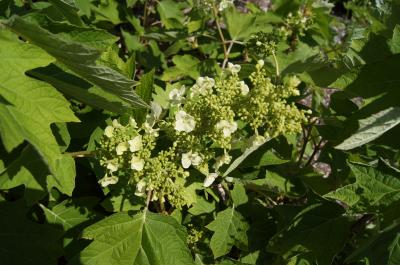 Hydrangea quercifolia (Oak-leaved Hydrangea), inflorescence