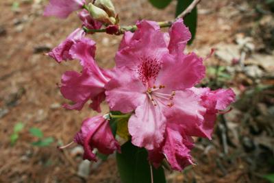 Rhododendron 'Besse Howells (Besse Howells Rhododendron), flower, full