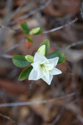 Rhododendron 'April Snow' (April Snow Rhododendron), flower, throat
