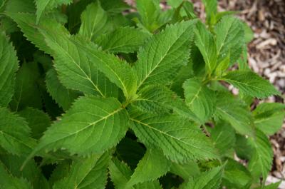 Hydrangea serrata (Mountain Hydrangea), leaf, new