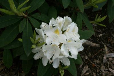 Rhododendron 'Chionoides' (Chionoides Rhododendron), inflorescence