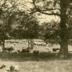 Morton residence grounds, sheep grazing