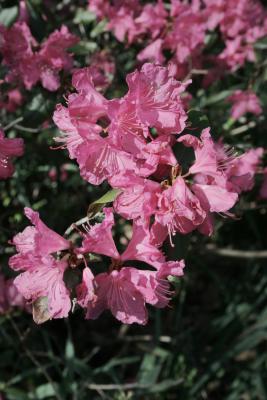 Rhododendron 'Landmark' (Landmark Rhododendron), inflorescence
