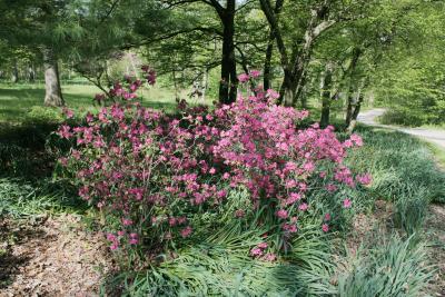 Rhododendron 'Landmark' (Landmark Rhododendron), habit, spring