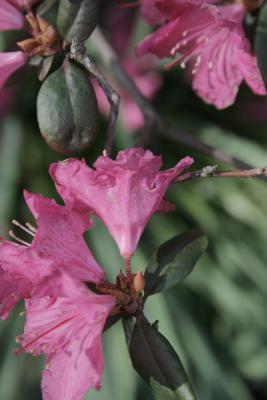 Rhododendron 'Landmark' (Landmark Rhododendron), flower, side
