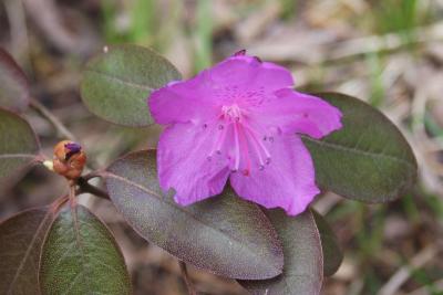 Rhododendron 'P.J.M.' (P.j.m. Rhododendron), flower, throat