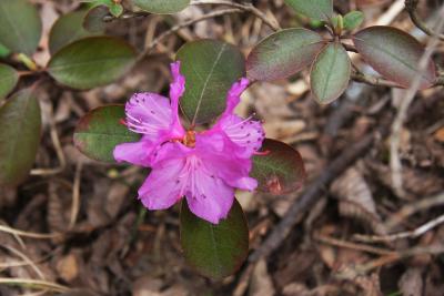 Rhododendron 'P.J.M.' (P.j.m. Rhododendron), flower, full