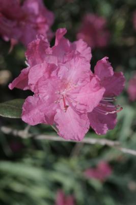 Rhododendron 'Landmark' (Landmark Rhododendron), flower, throat