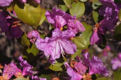 Rhododendron 'P.J.M. Compacta' (P.j.m. Compacta Rhododendron), inflorescence