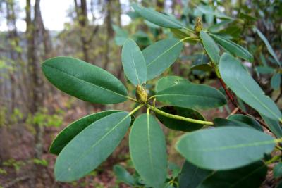 Rhododendron catawbiense (Catawba Rhododendron), leaf, spring