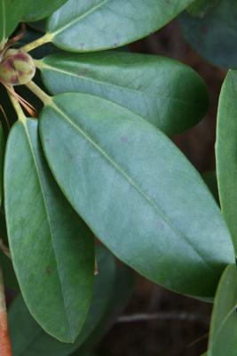 Rhododendron catawbiense (Catawba Rhododendron), leaf, upper surface