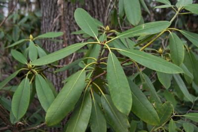 Rhododendron catawbiense (Catawba Rhododendron), habit, spring