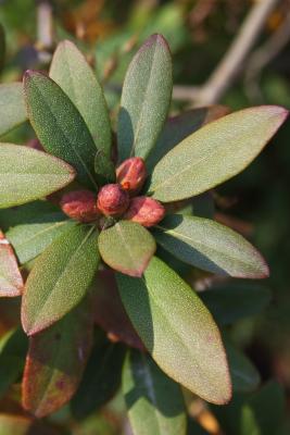 Rhododendron micranthum (Manchurian Rhododendron), bud, flower