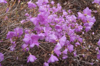 Rhododendron mucronulatum (Korean Rhododendron), inflorescence