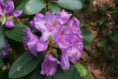 Rhododendron catawbiense (Catawba Rhododendron), inflorescence