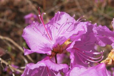 Rhododendron mucronulatum (Korean Rhododendron), flower, full