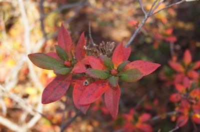 Rhododendron micranthum (Manchurian Rhododendron), leaf, fall