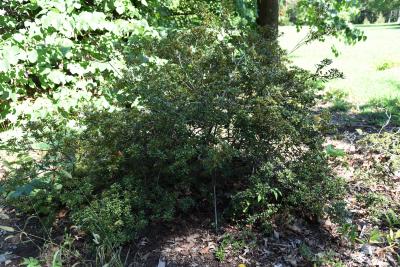 Rhododendron micranthum (Manchurian Rhododendron), habit, fall