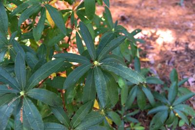 Rhododendron flavum (Pontic Azalea), leaf, summer