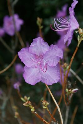 Rhododendron mucronulatum (Korean Rhododendron), flower, full