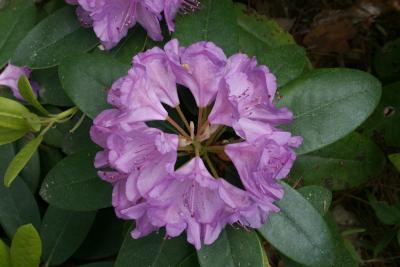 Rhododendron catawbiense (Catawba Rhododendron), inflorescence