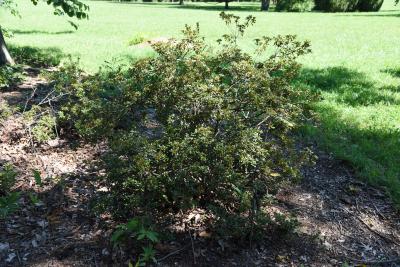 Rhododendron micranthum (Manchurian Rhododendron), habit, fall