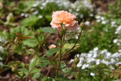 Rosa 'Meimirrote' (APRICOT DRIFT, PP23354 (APRICOT DRIFT® Rose PP23354), flower, side