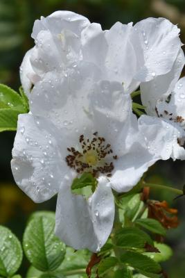 Rosa 'JACruwhi' (WILD SPICE, PP1157) (WILD SPICE™ Rose PP11575), flower, throat