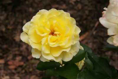 Rosa 'BAline' (YELLOW SUBMARINE, PP 16659) (YELLOW SUBMARINE™ Rose PP16659), flower, full