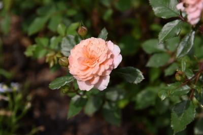 Rosa 'Meimirrote' (APRICOT DRIFT, PP23354) (APRICOT DRIFT® Rose PP23354), flower, full