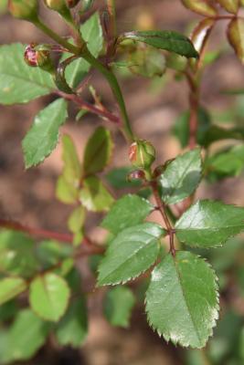 Rosa 'Meimirrote' (APRICOT DRIFT, PP23354) (APRICOT DRIFT® Rose PP23354), bud, flower